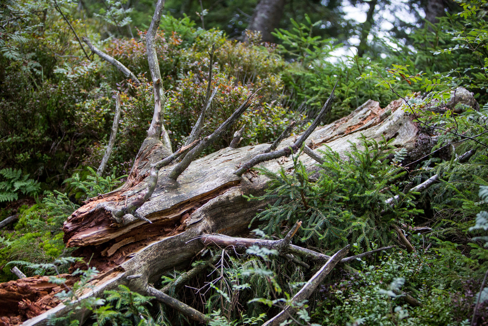 Black Forest National Park