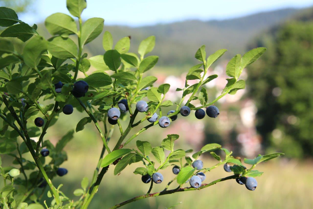 Blueberry village at Enzklösterle