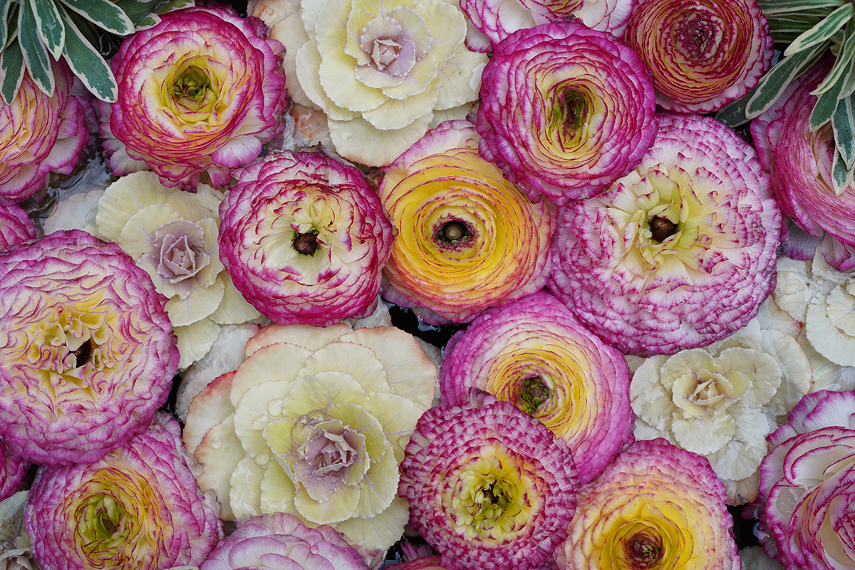 Sony FE 50 mm F2.5 G