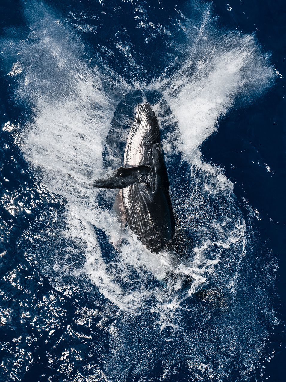 SkyPixel 6th Anniversary Contest Annual Photo Award Humpback Breach by Roie Galitz