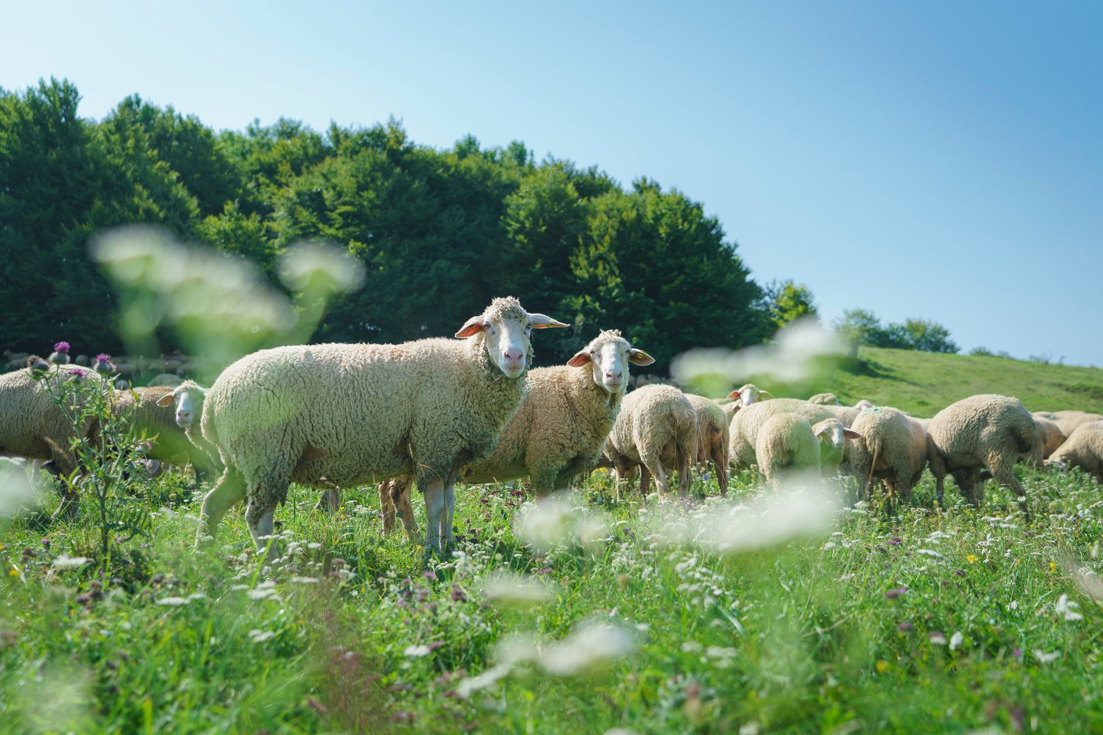 Swabian Alb Biosphere region sheep (TMBW)