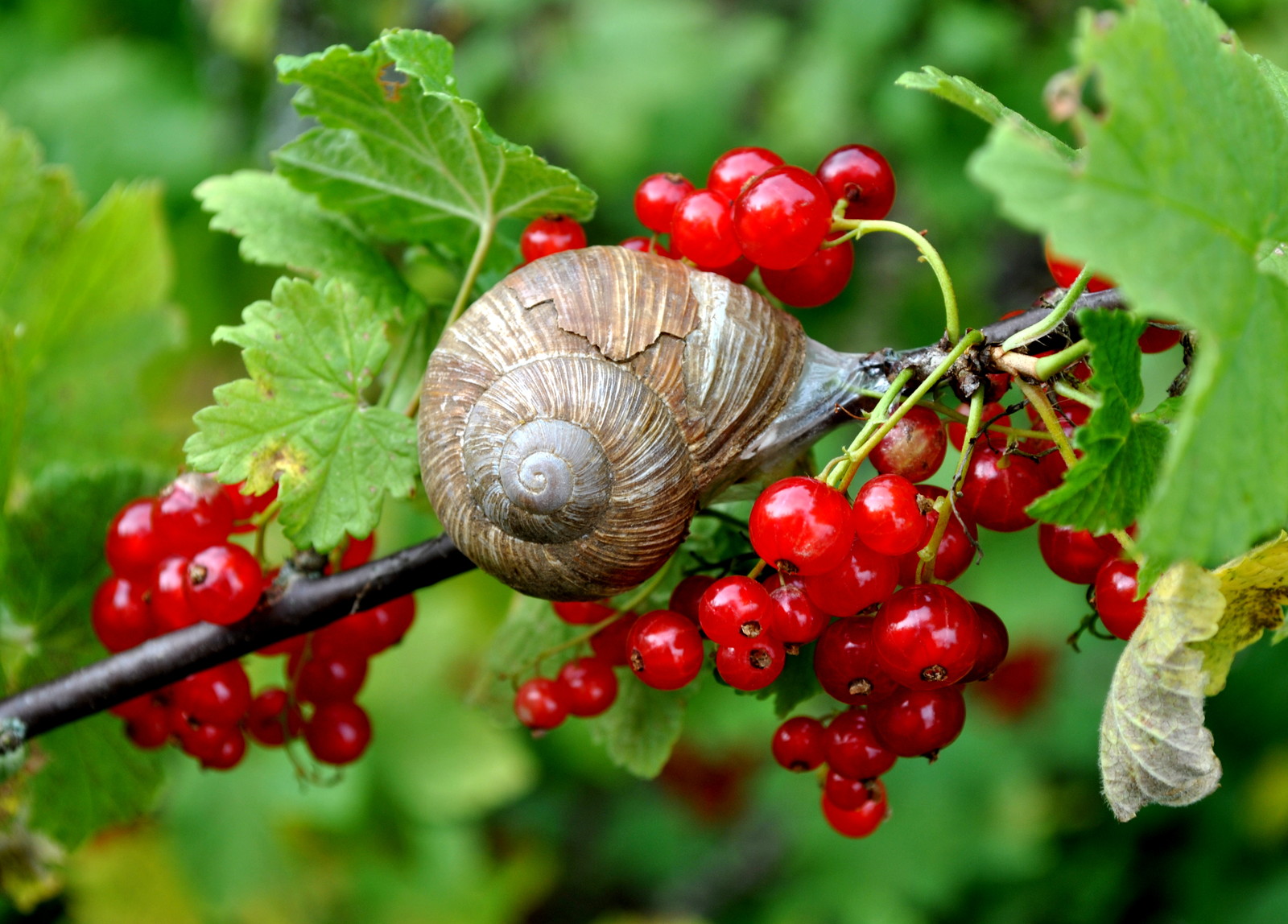 Snail Garden in South Germany