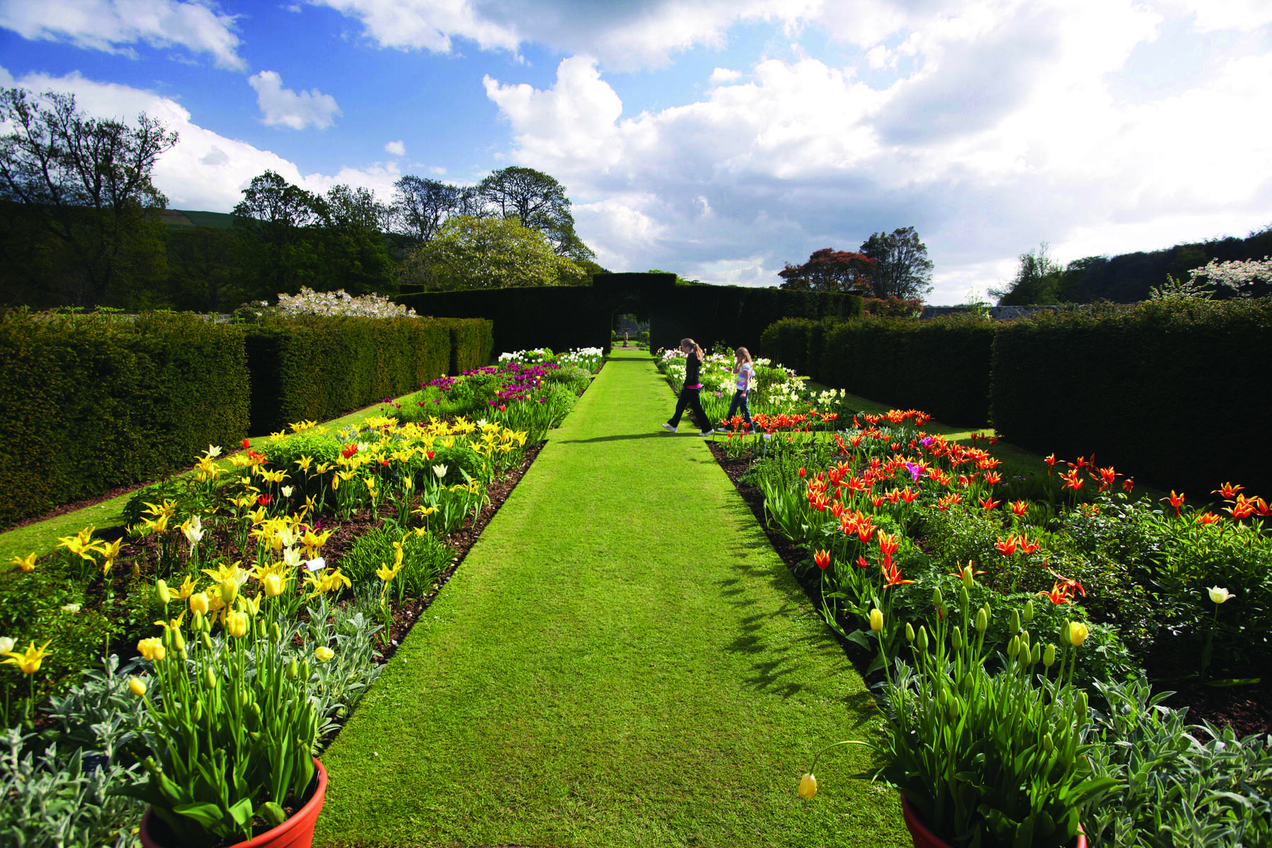 The Walled Garden with over 8000 tulip bulbs planted for Glenarm Tulip Festival at Glenarm Castle.  