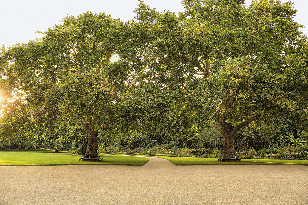 The plane trees planted by Queen Victoria and Prince Albert more than 150 years ago at Buckingham Palace. (Photo credit: Royal Collection Trust/© Her Majesty Queen Elizabeth II 2021. Photographer: John Campbell)