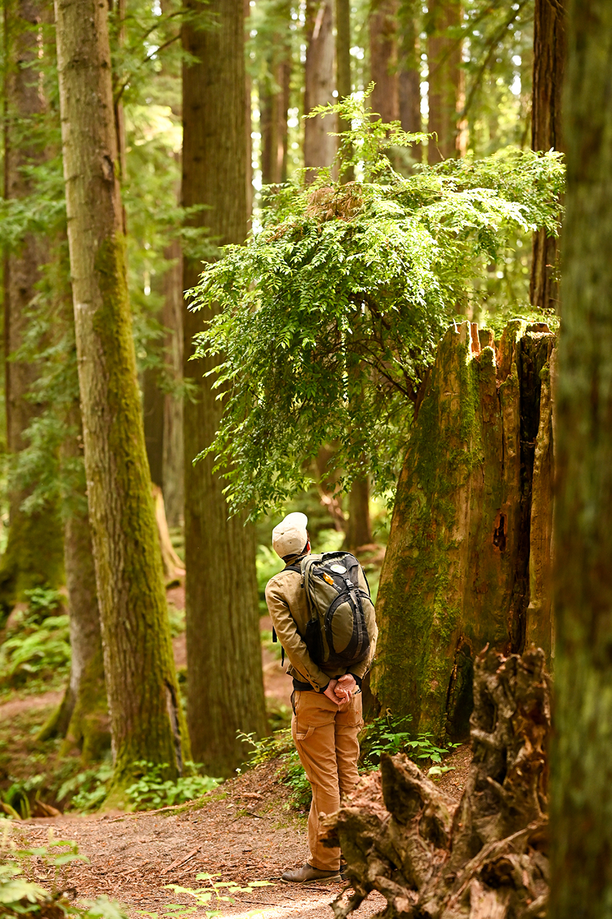 Forest Bathing at Redwood Sky Walk