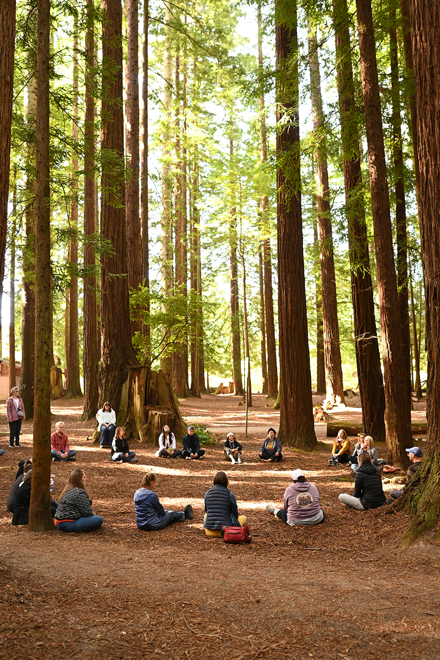 Forest Bathing at Redwood Sky Walk