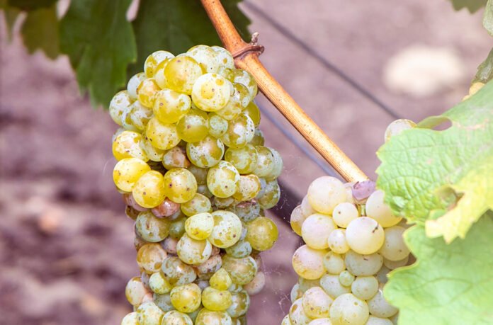 California Wineries (Photo: Julie Nguyen/SNAP TASTE®)