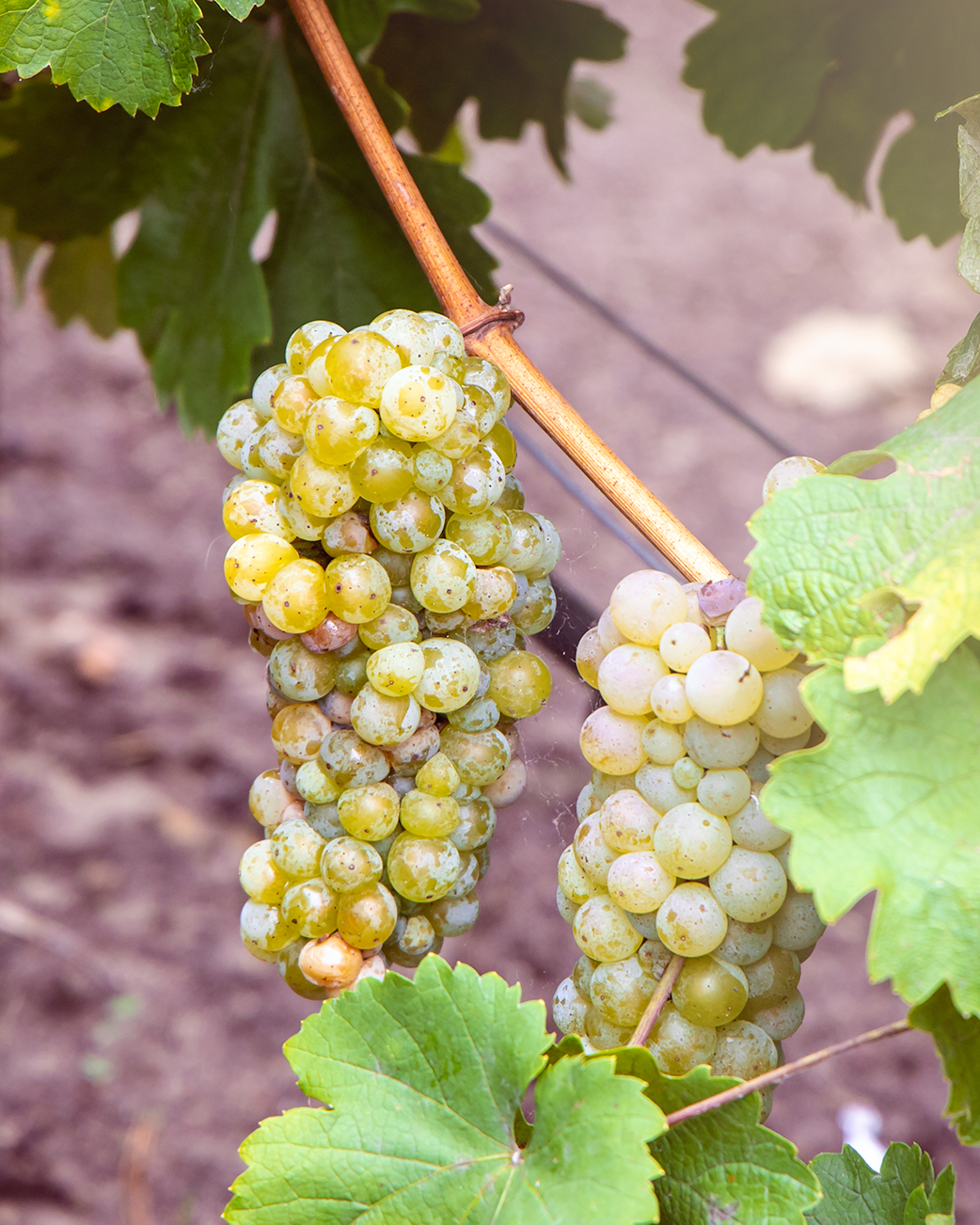 California Wineries (Photo: Julie Nguyen/SNAP TASTE®)