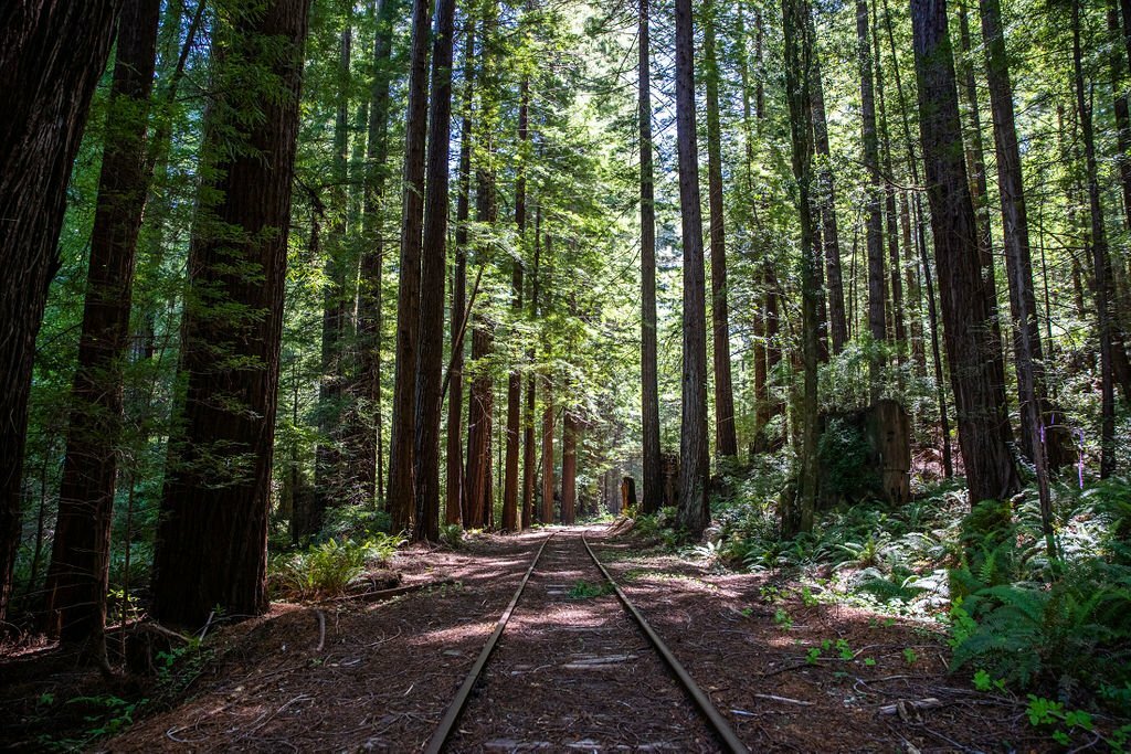 ‘Railbikes on the Noyo’ experience from Skunk Train in California