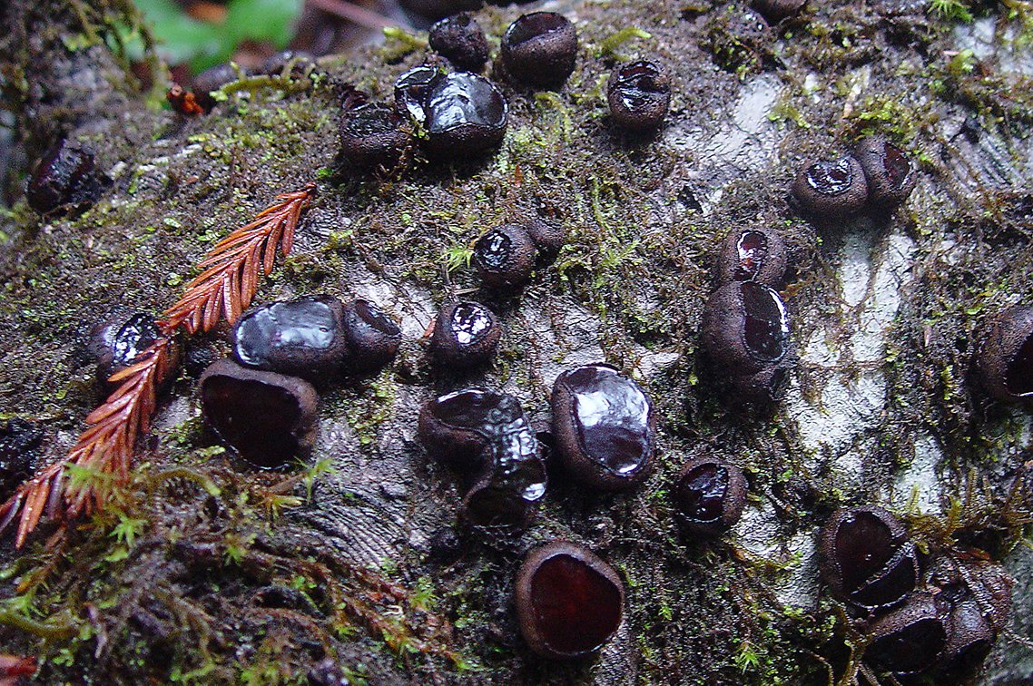 Redwood National & State Park - Daldinia grandis on a log