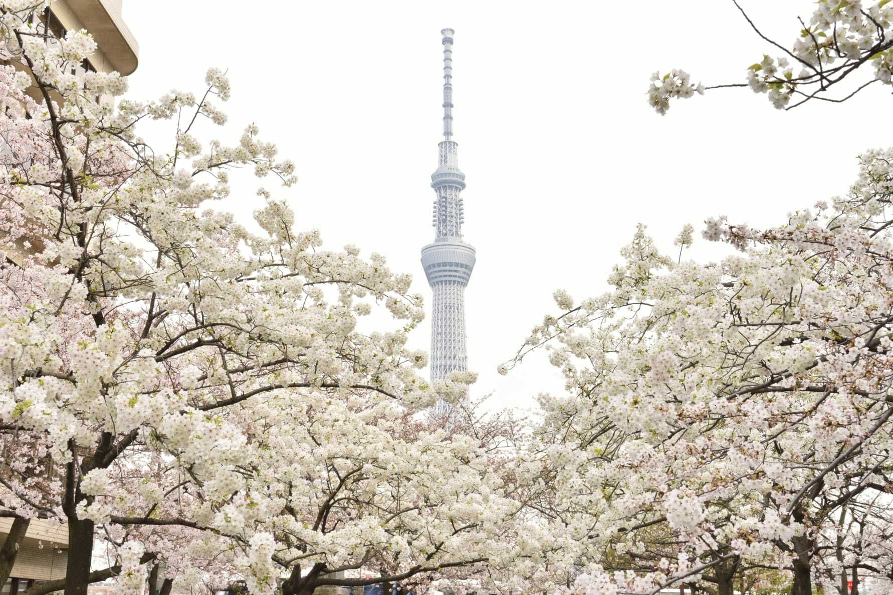 Cherry Blossom in Tokyo