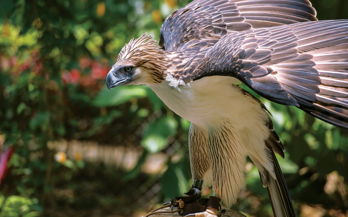 Eagle in the Philippines