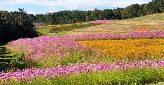 Gibbs Gardens Gibbs Gardens