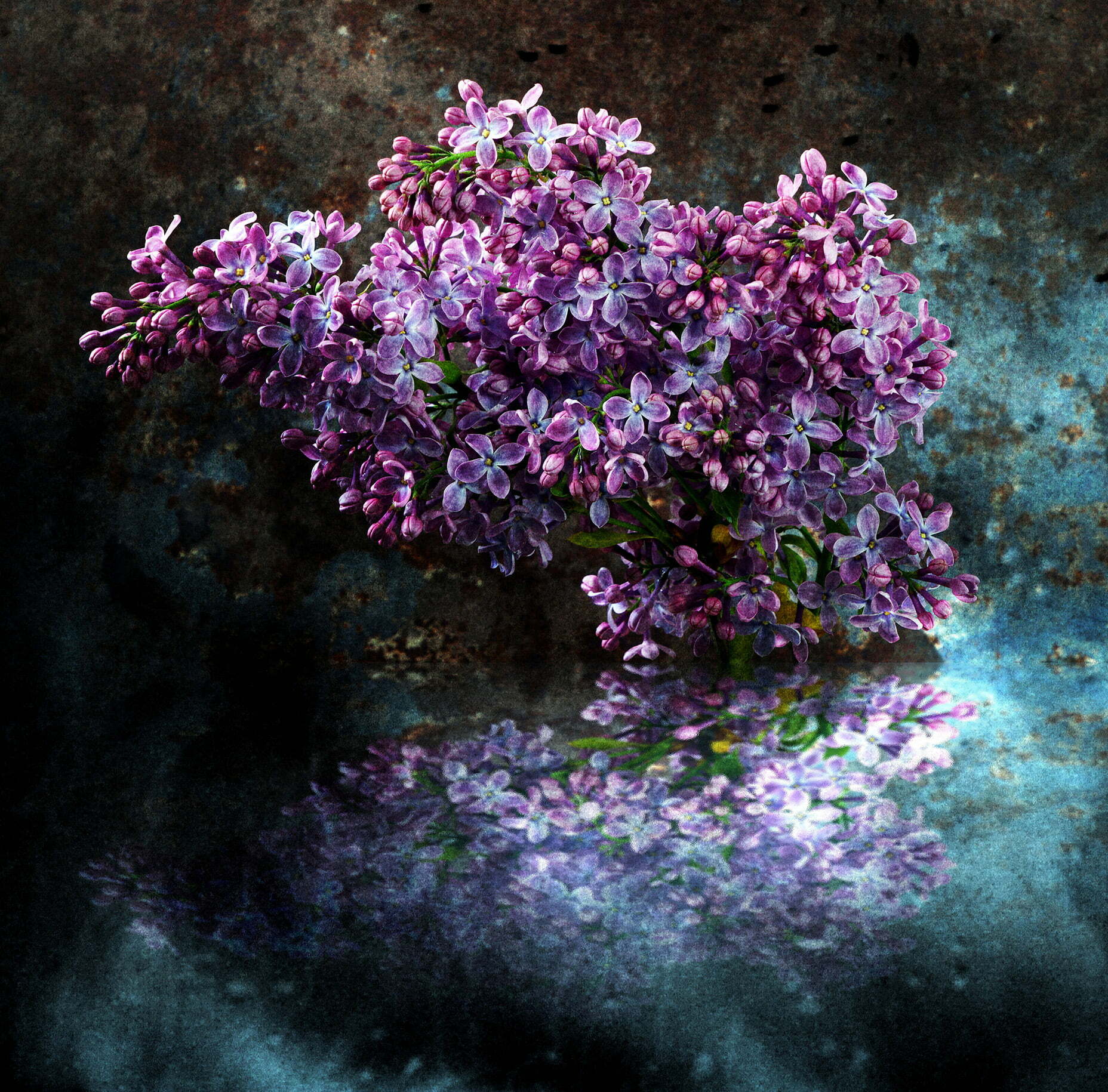 Lilac Sprig - Photographer Name: Martin Rawle - A sprig of lilac from the garden, with reflections.  Copyright: © Martin Rawle, United Kingdom, Shortlist, Open, Object, 2022 Sony World Photography Awards