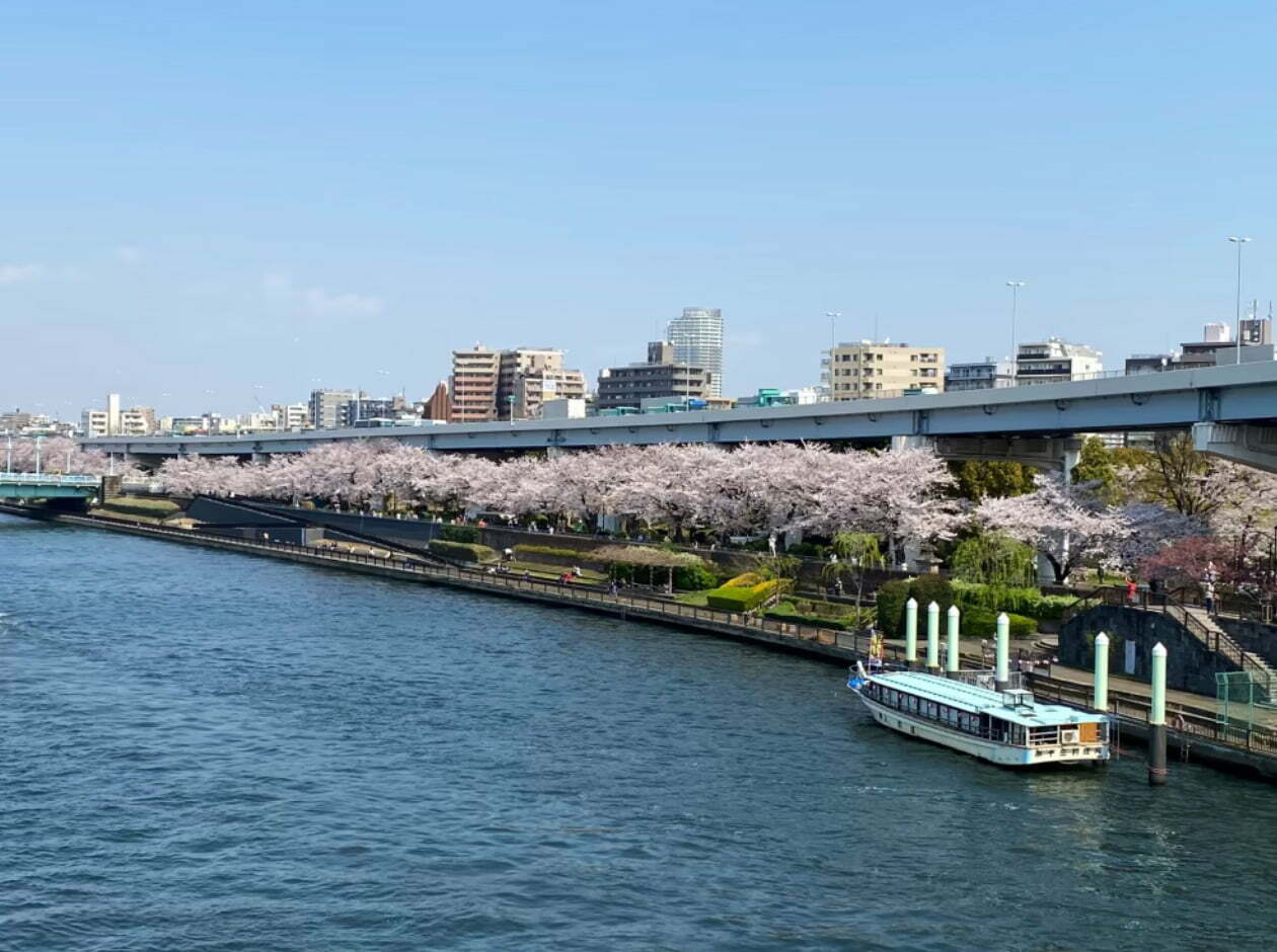 Cherry blossom and cruise on Sumida River