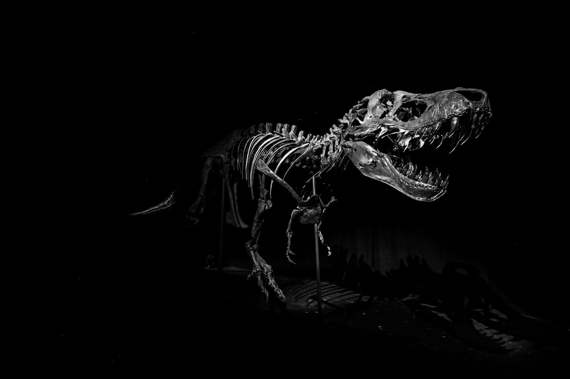 Stan the 67-million-year-old T. Rex