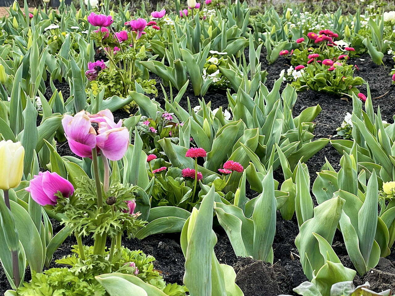 Floriade Expo 2022 Amsterdam - Almere