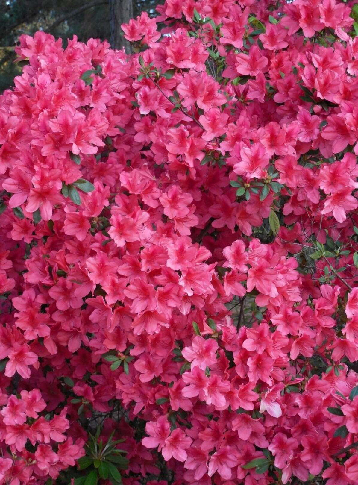 North Carolina Azalea Festival