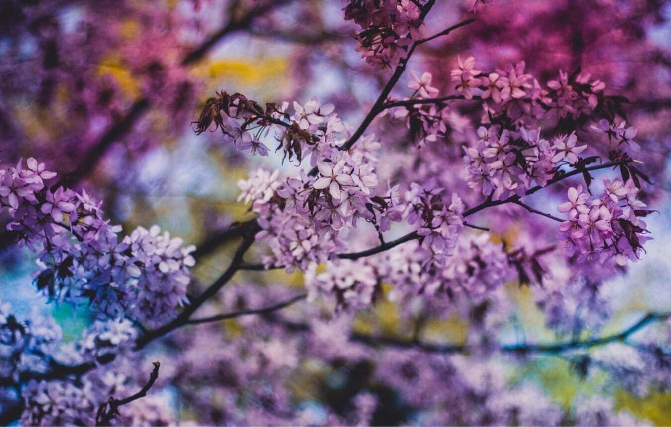 Rochester Lilac Festival