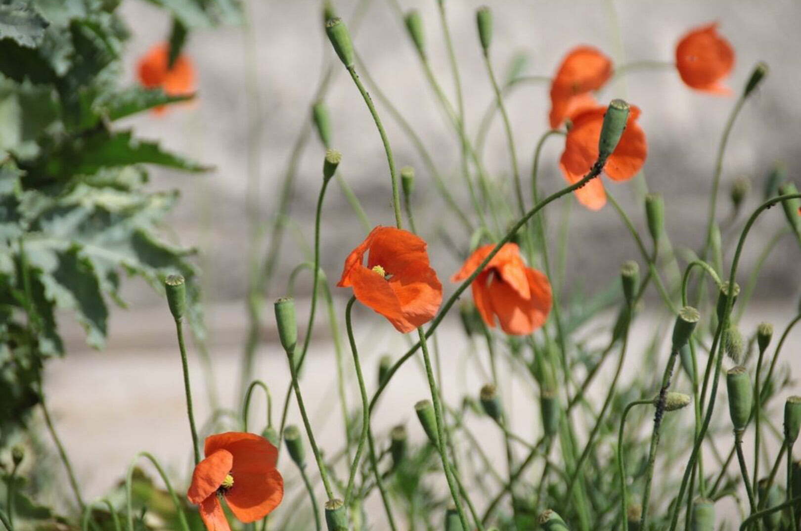 California Poppy Festival