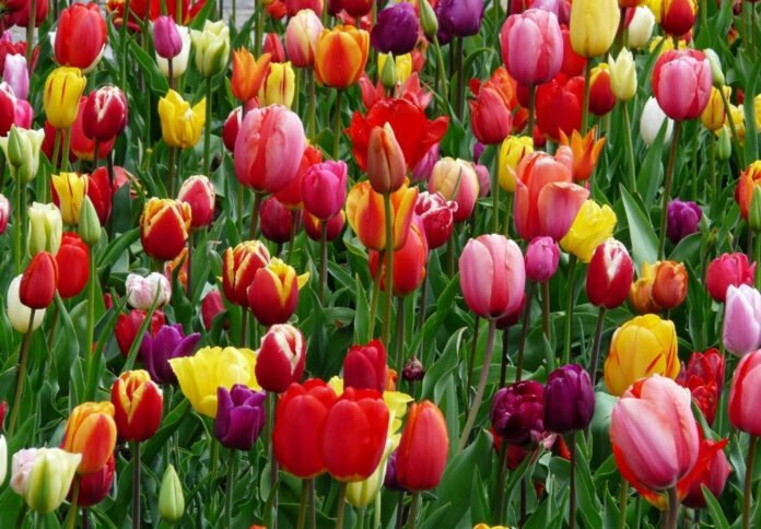 Tulip Time Festival: Holland, Michigan 