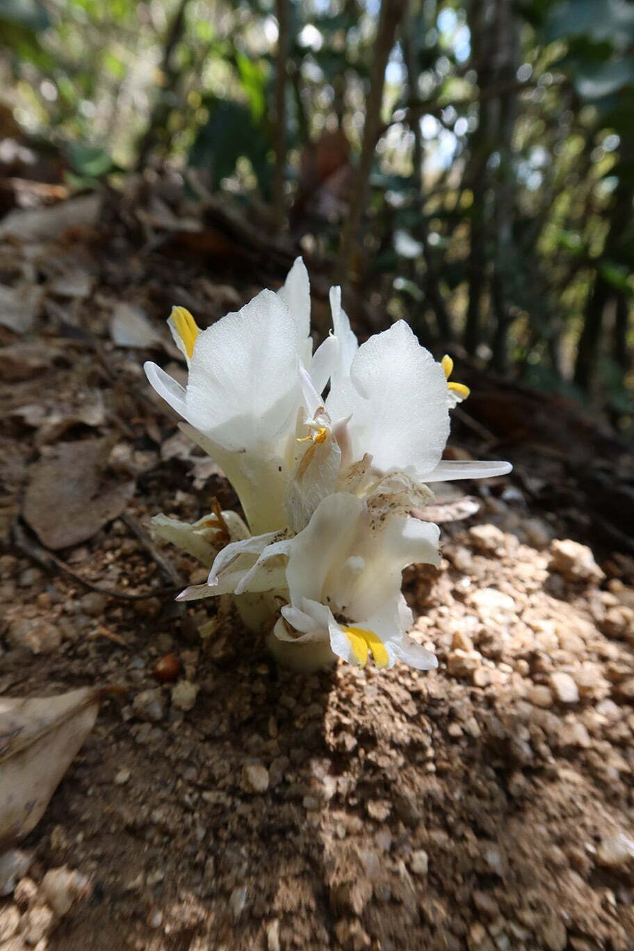 A New Species of Plant has Been Discovered at Six Senses Ninh Van Bay