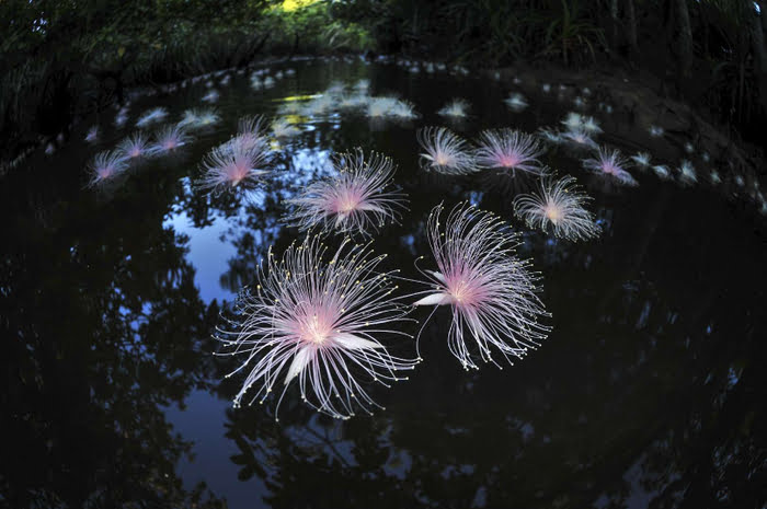 2022 Phantom Flower ‘Sagaribana’ Dining Experience at Iriomote Hotel