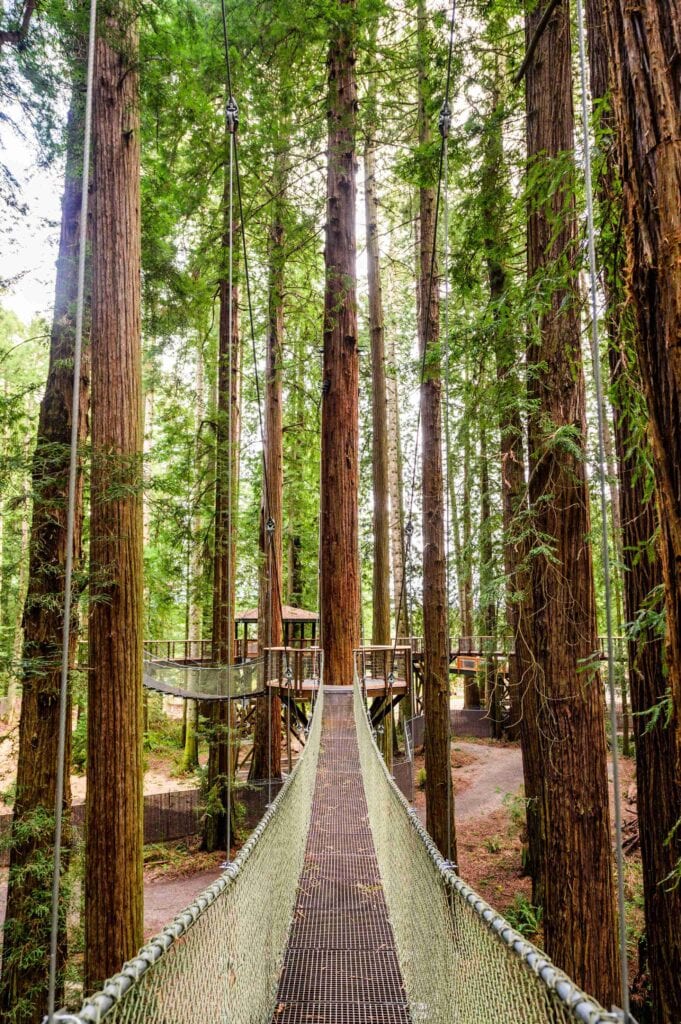 The Redwood Sky Walk at Sequoia Park Zoo