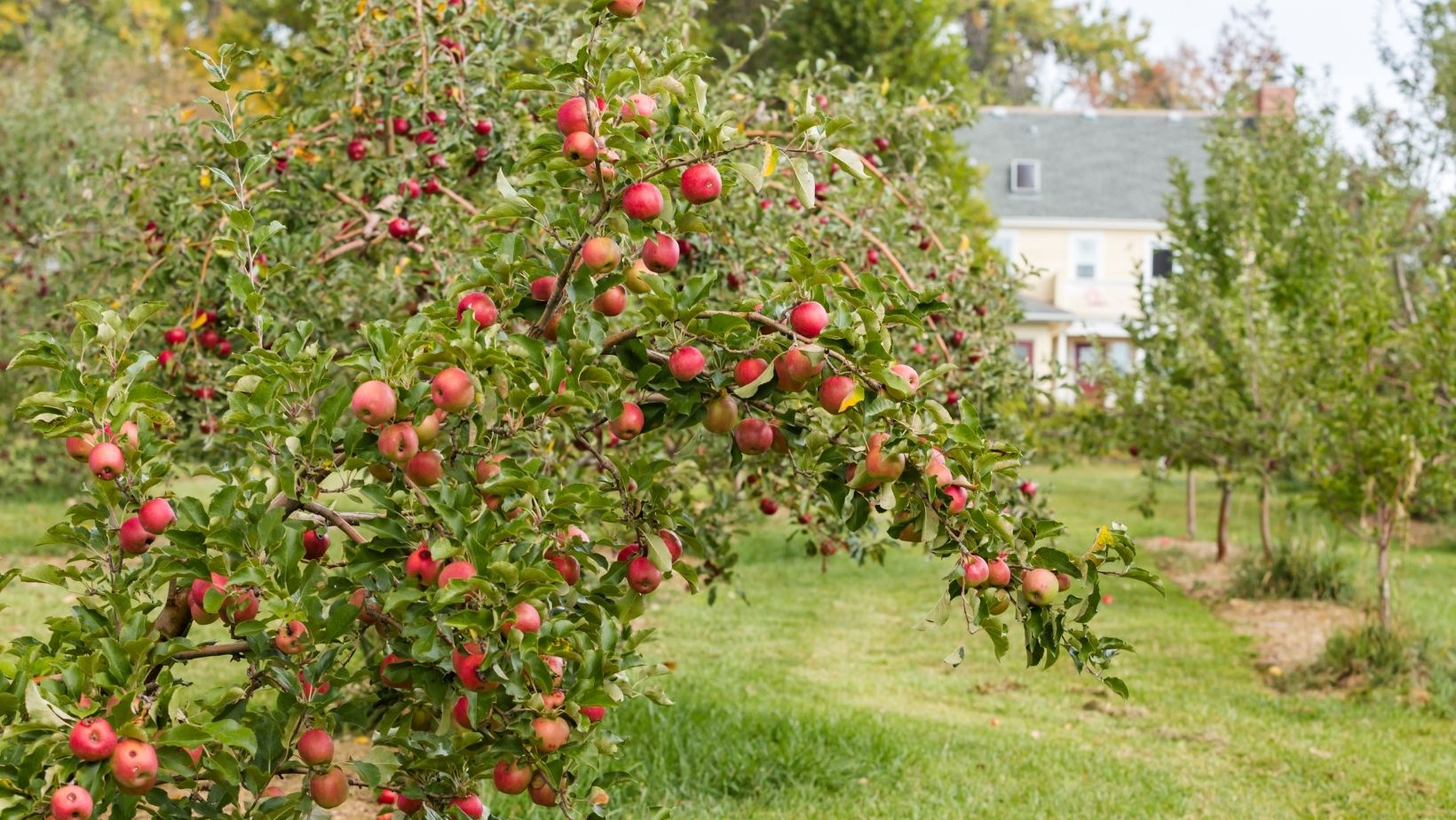 Apple Farm