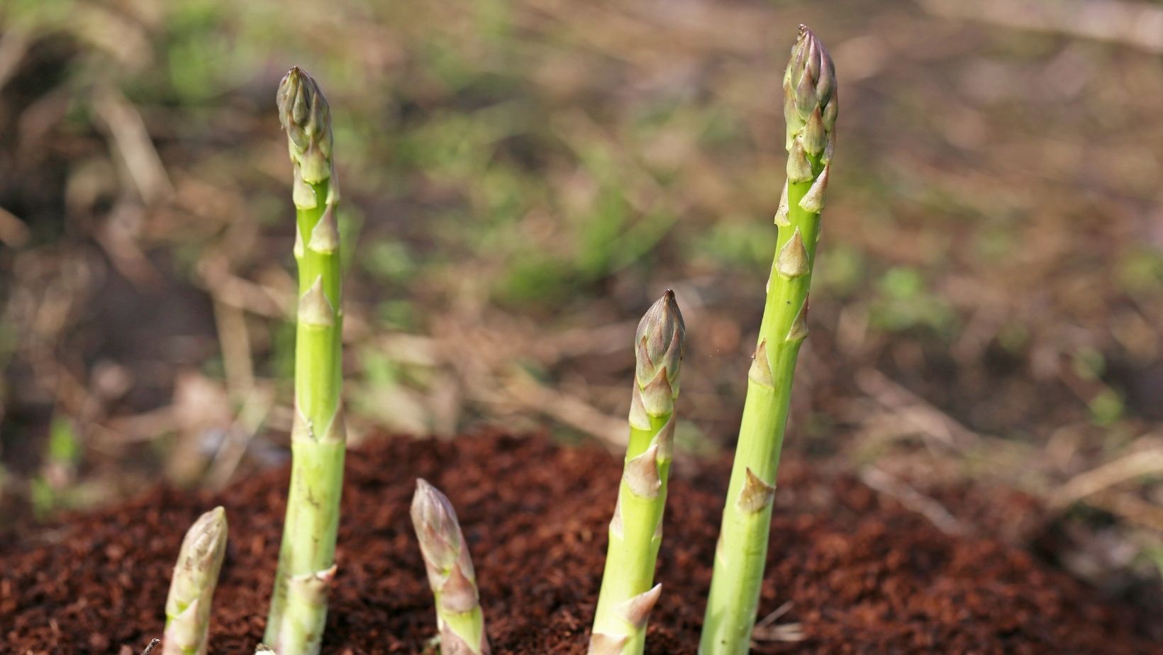 Asparagus field