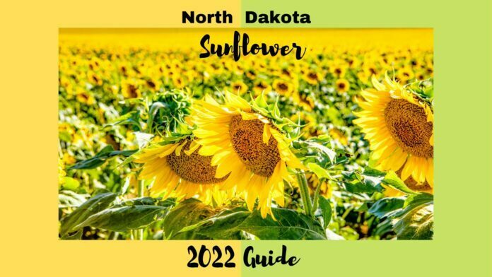 2022 Sunflower Blooms Travel Guide in North Dakota
