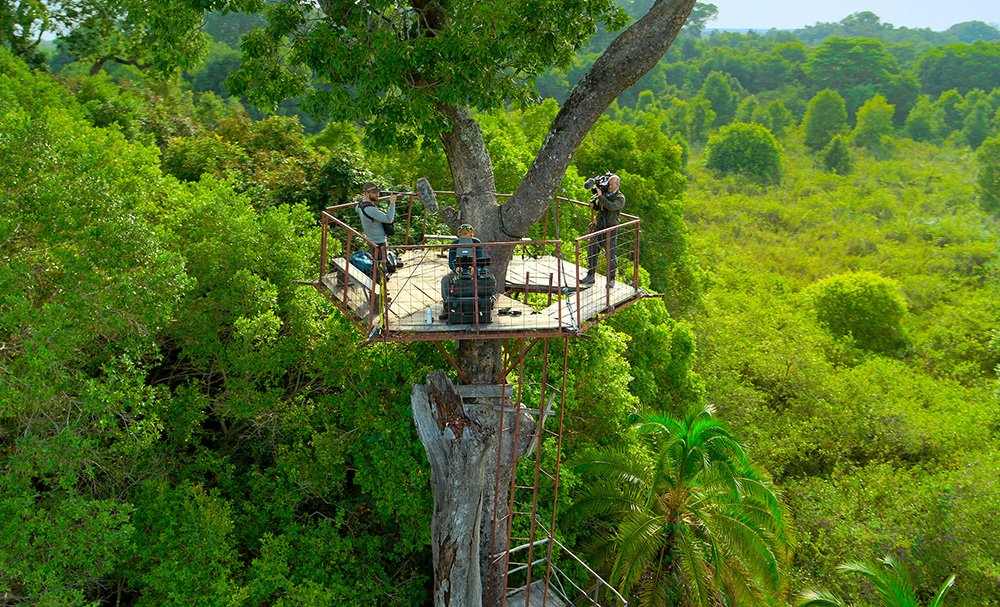 The team film Bertie Gregory high up in the tree tops as he flies his drone to get the epic shot. Nhóm làm phim Bertie Gregory lên cao trên ngọn cây khi anh ta điều khiển máy bay không người lái của mình để có được cảnh quay hoành tráng