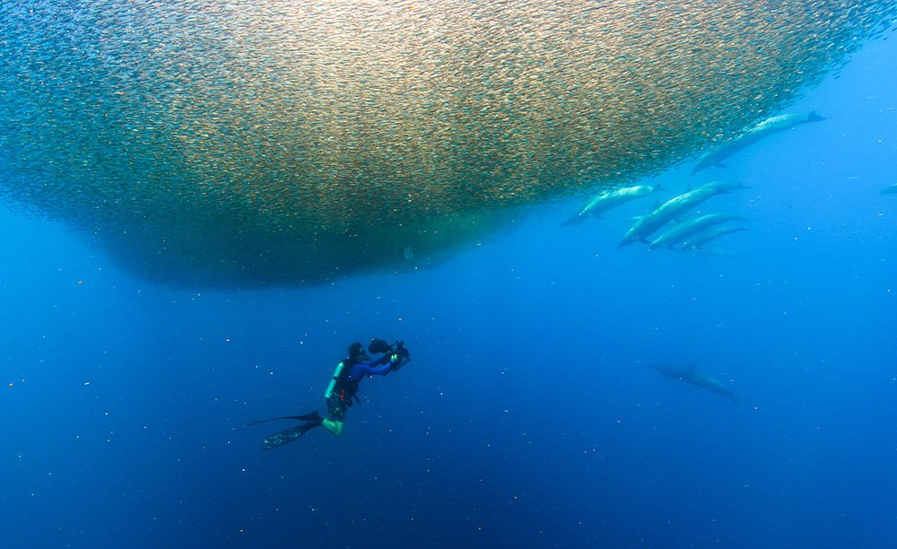 Bertie Gregory swimming with his underwater camera under a lantern fish bait ball. Bertie Gregory đang bơi với chiếc máy ảnh dưới nước của mình dưới bóng mồi câu cá lồng đèn.