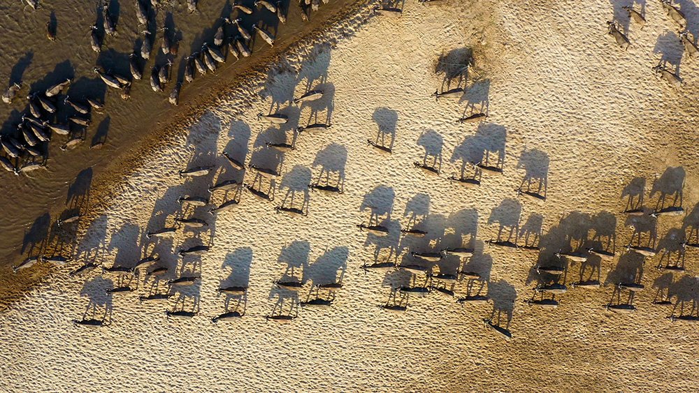 A herd of buffalo walking towards river. Một đàn trâu đang đi về phía sông.
