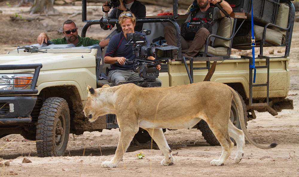 A lion from the Mwamba pride walks closely past Bertie's filming vehicle. Một con sư tử từ Mwamba đi sát xe quay phim của Bertie