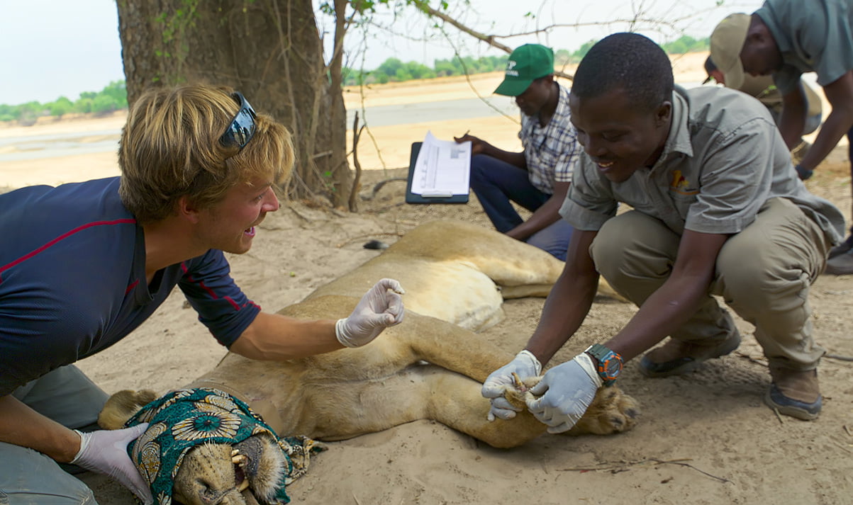 Bertie Gregory (L) helping to collect invaluable data on the lions in South Luangwa National Park. Bertie Gregory (L) giúp thu thập dữ liệu vô giá về sư tử trong Vườn quốc gia Nam Luangwa