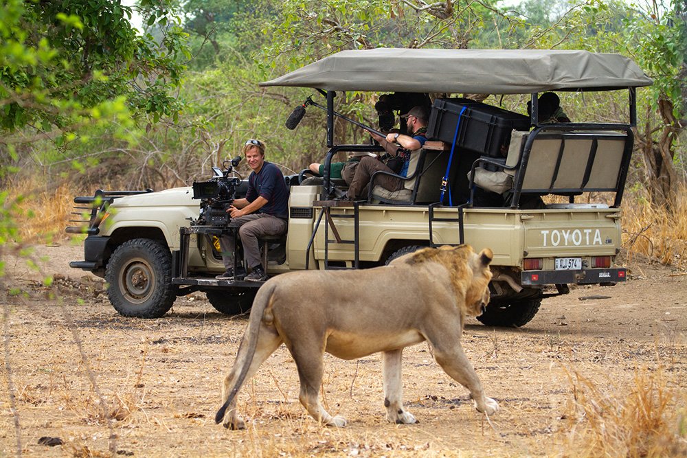 Bertie has a close encounter with an adult male lion from the Mwamba pride. Bertie có cuộc chạm trán với một con sư tử đực từ Mwamba.