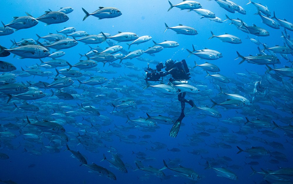 Bertie Gregory filming a school of Bigeye Jacks. Bertie Gregory quay phim một đoàn cá Bigeye Jacks