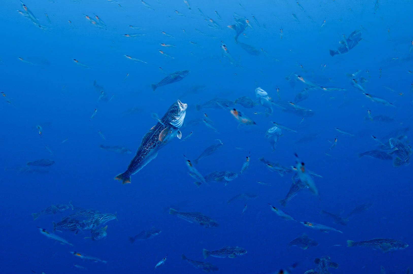 A shoal of rarely seen Marble Rock Cod. Một bãi cá Marble Rock Cod hiếm thấy.