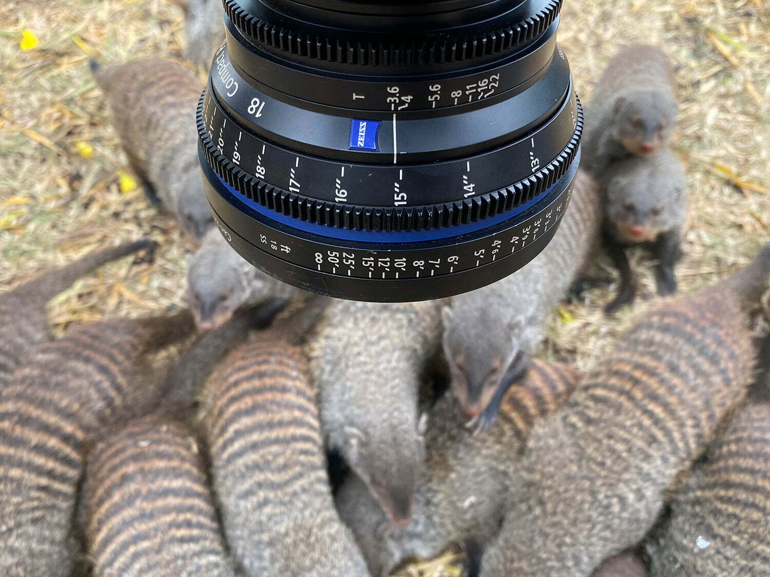 Group of mongoose being filmed from above in Queen Elizabeth Park. 