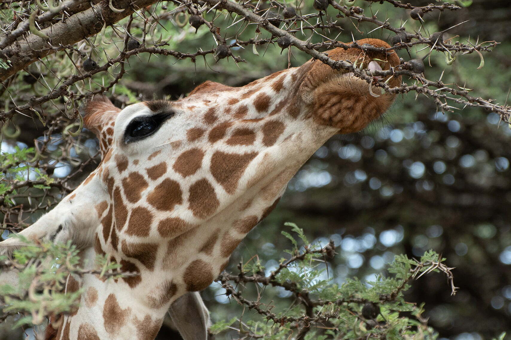 A Giraffe eating from an Acacia tree in Ol Pejeta National Park. 