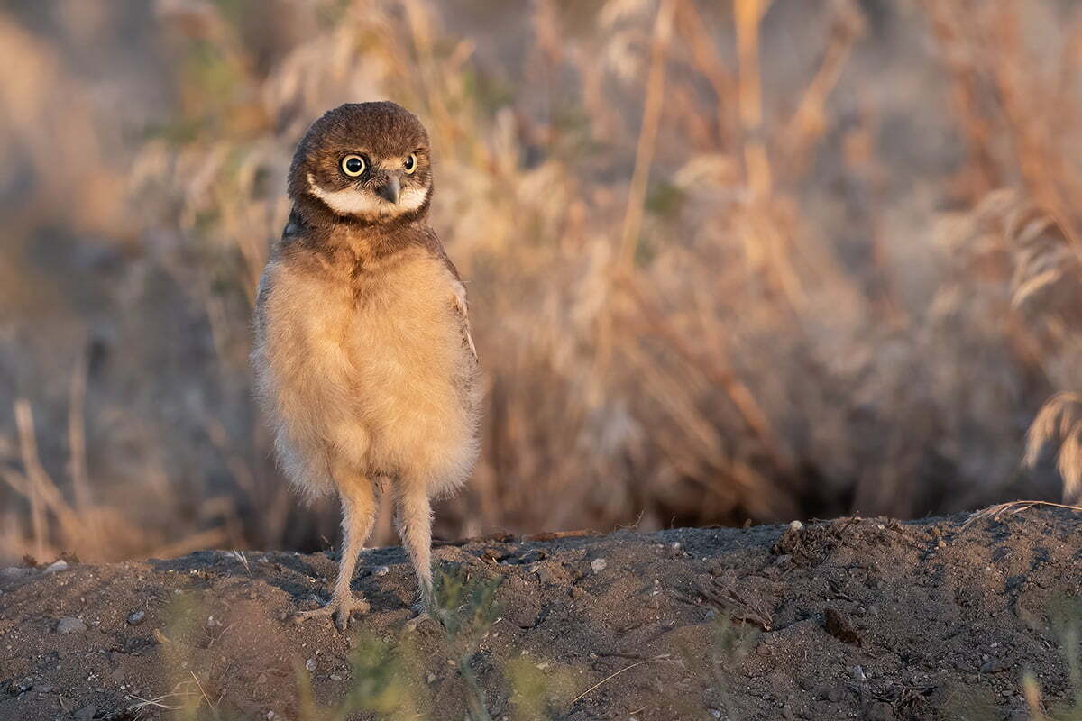 An Owl stands on a dirt road at Umatilla Chemical Depot.