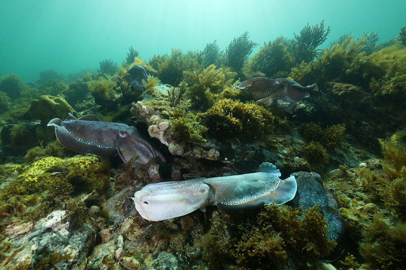 Pair of giant cuttlefish. 