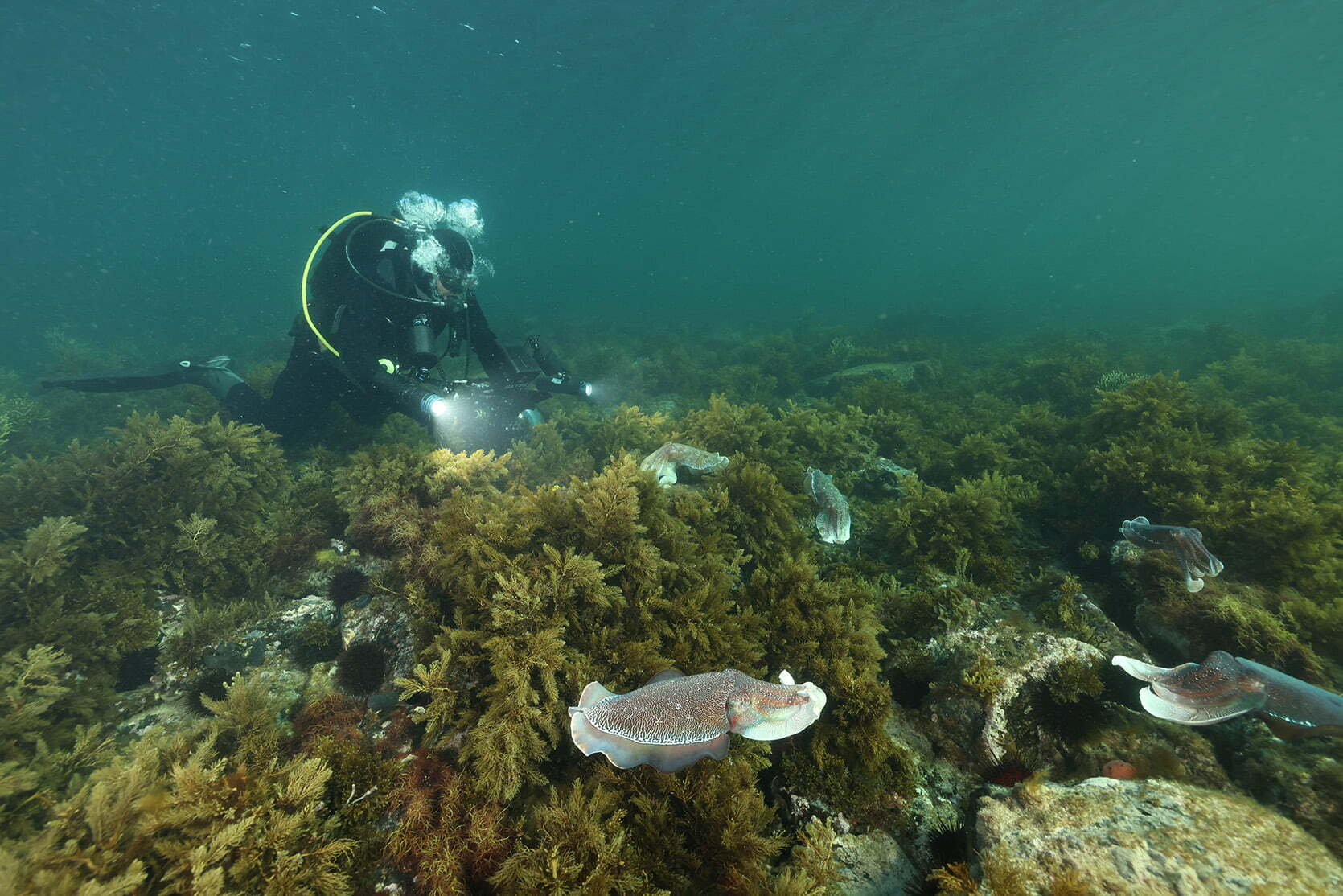 Underwater cameraman, Jon Shaw filming giant cuttlefish.