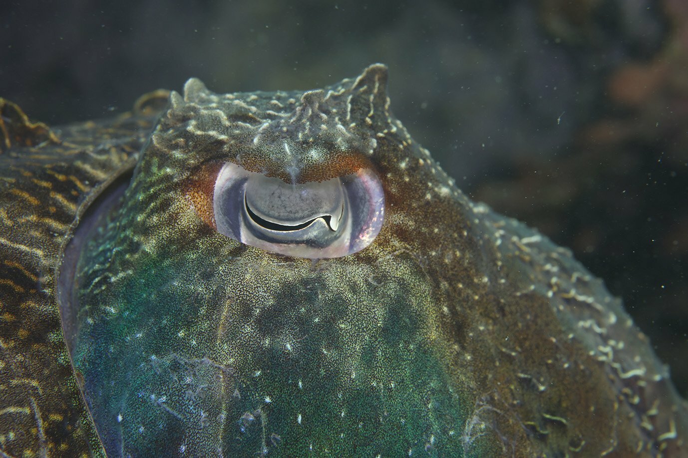 Close-up of giant cuttlefish eye.