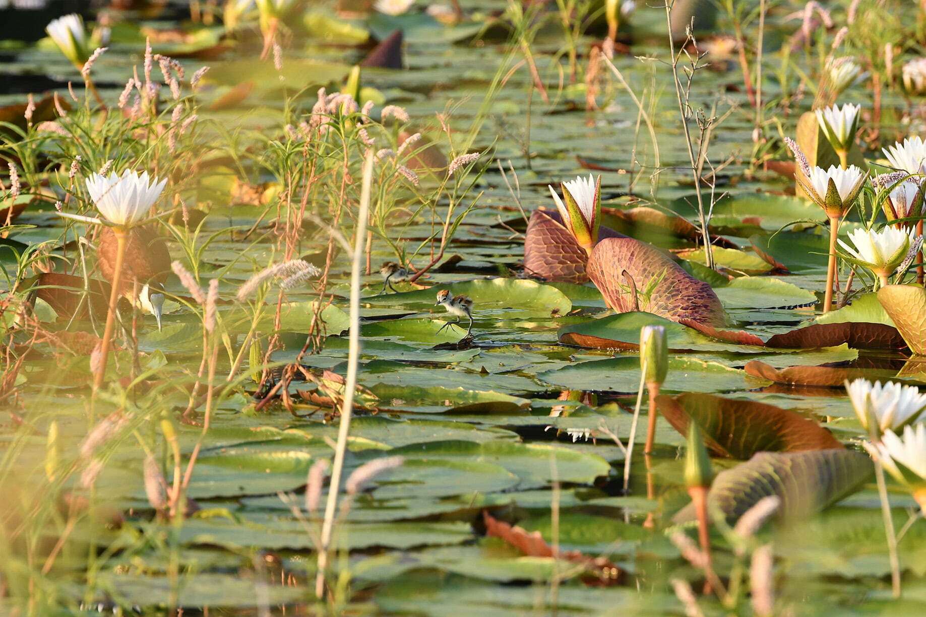 Jacana chick on water in between reeds.