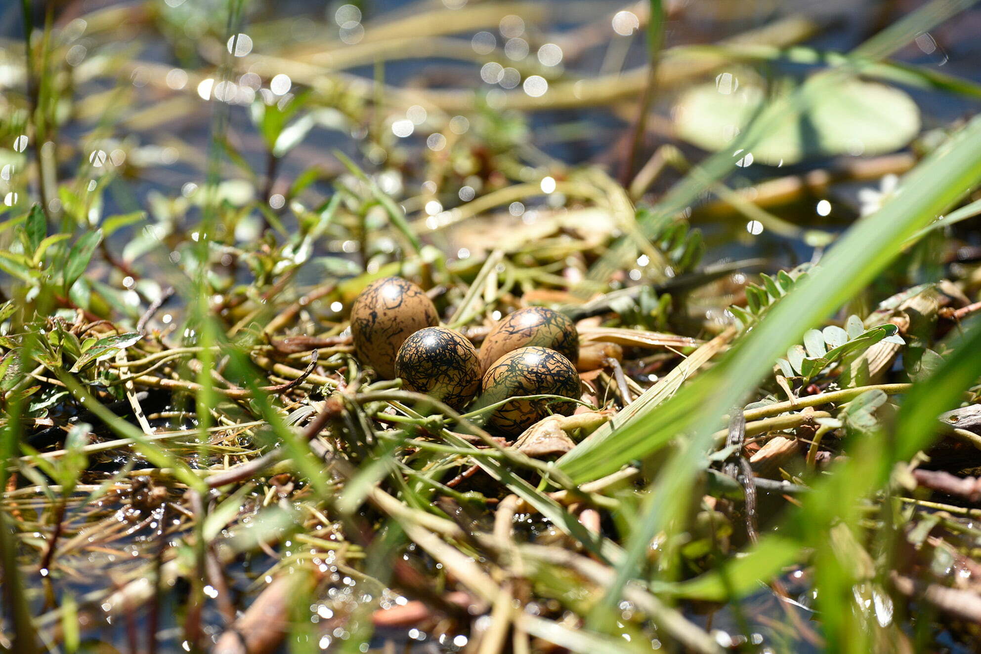 Jacana eggs on a grass nest.