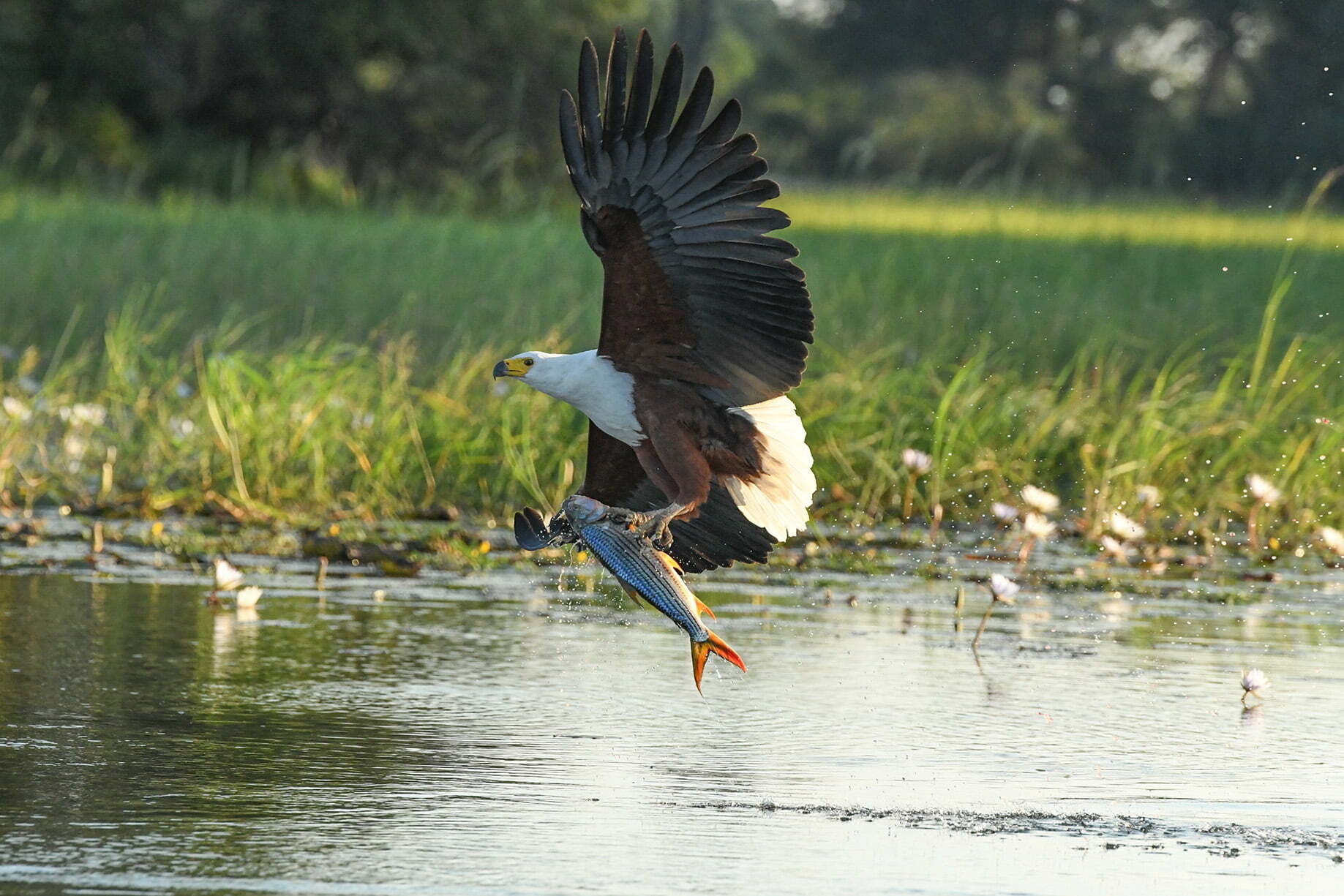 An African fish eagle catches a fish. 