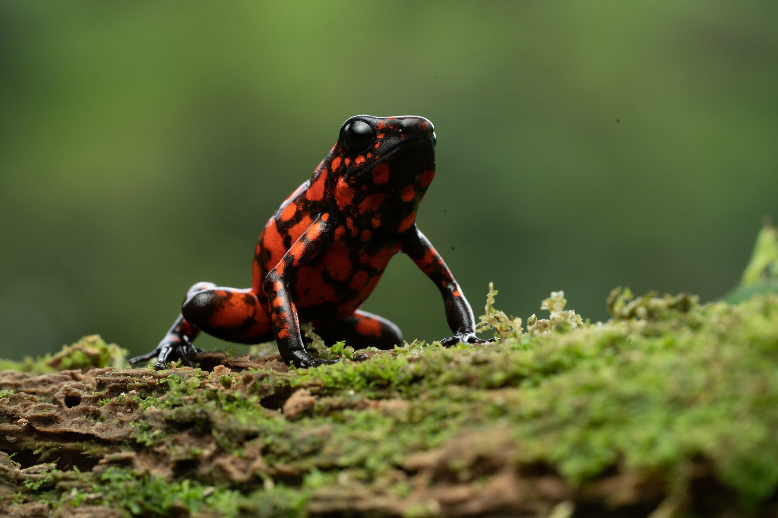 Little devil poison dart frog on a mossy log. 