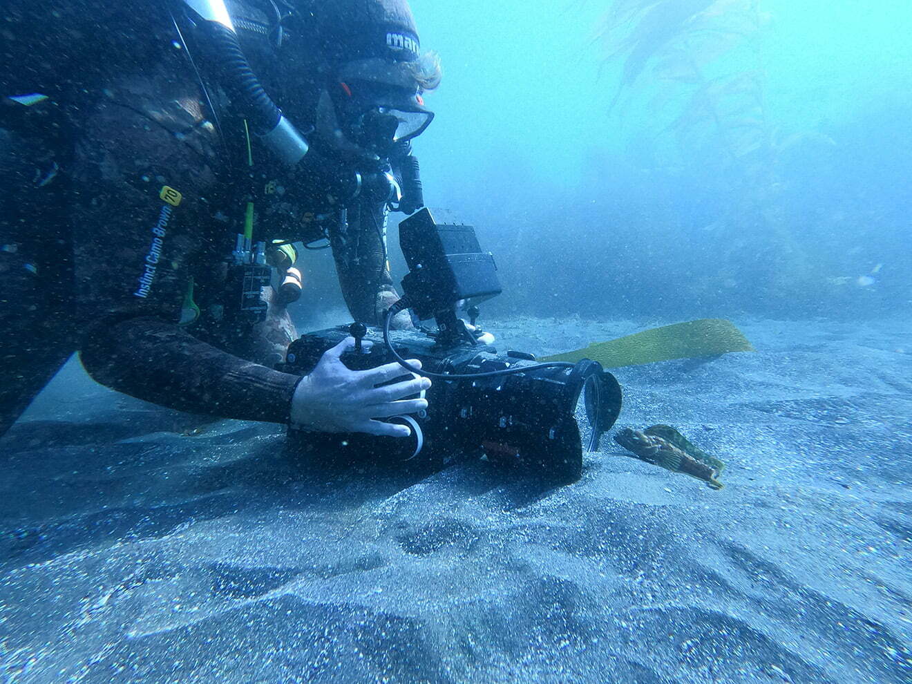 Underwater cameraman filming sarcastic fringehead.